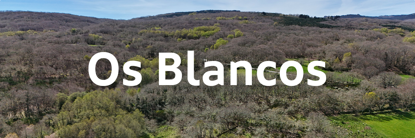 Os Blancos