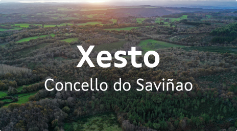 Xesto