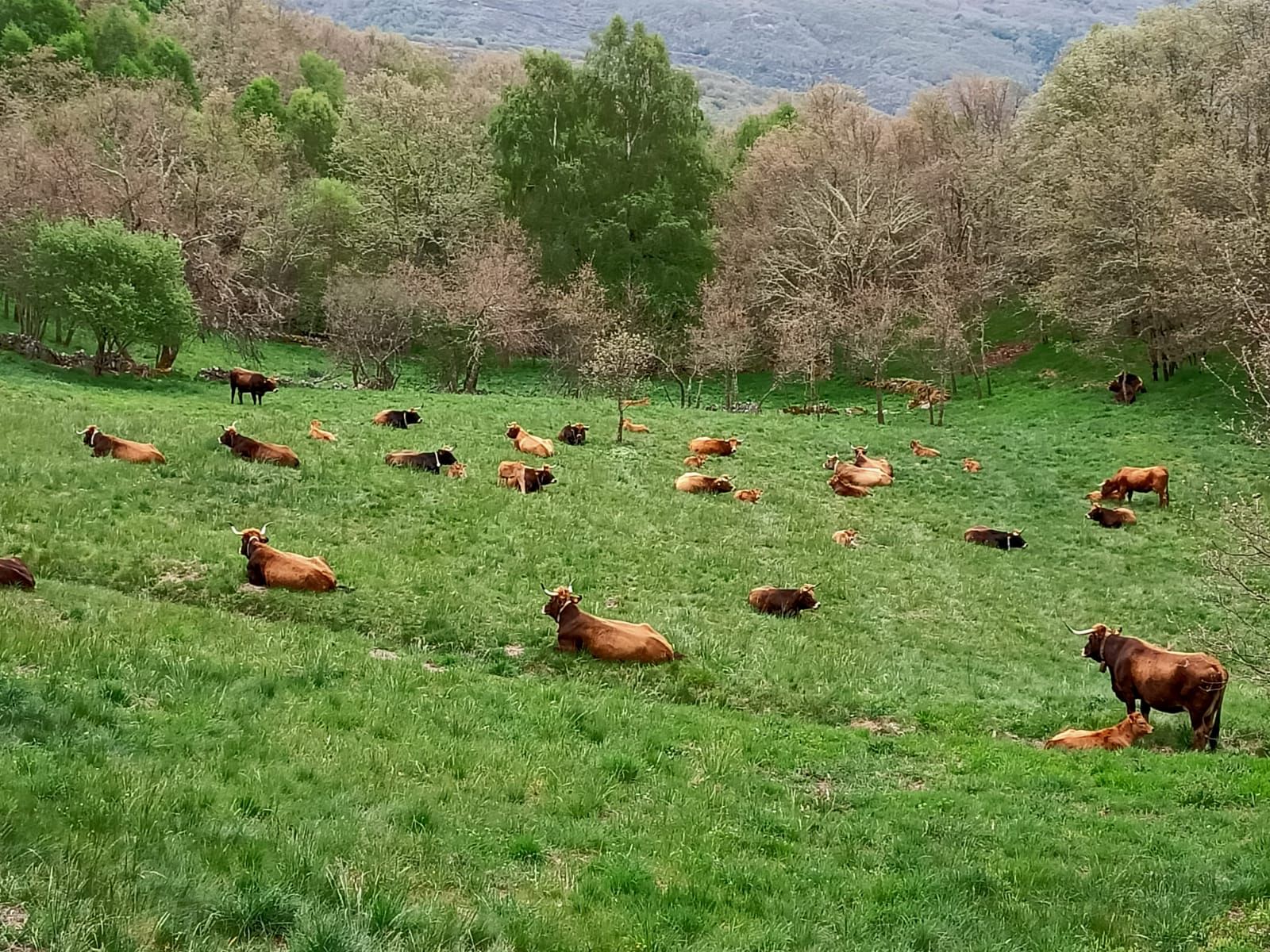 Aldea Modelo Meixide