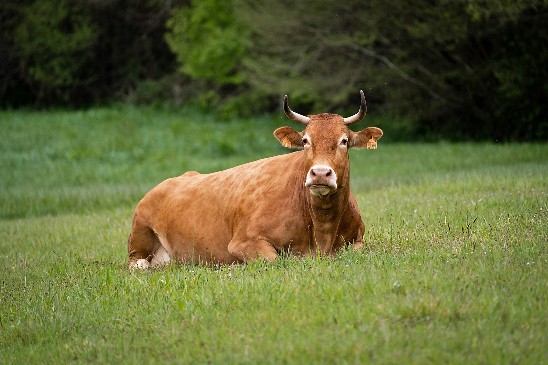 modelos normalizados para solicitar a inclusión ou o acceso a explotacións no Banco