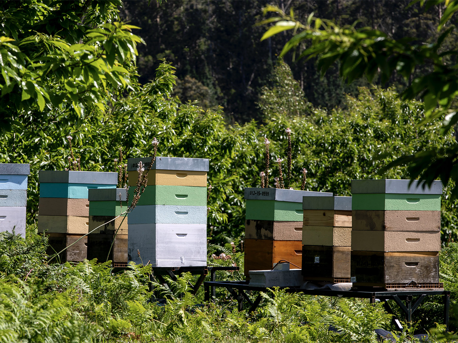A Xunta facilitará aos apicultores afectados polos lumes o acceso gratuíto a parcelas do Banco de Terras
